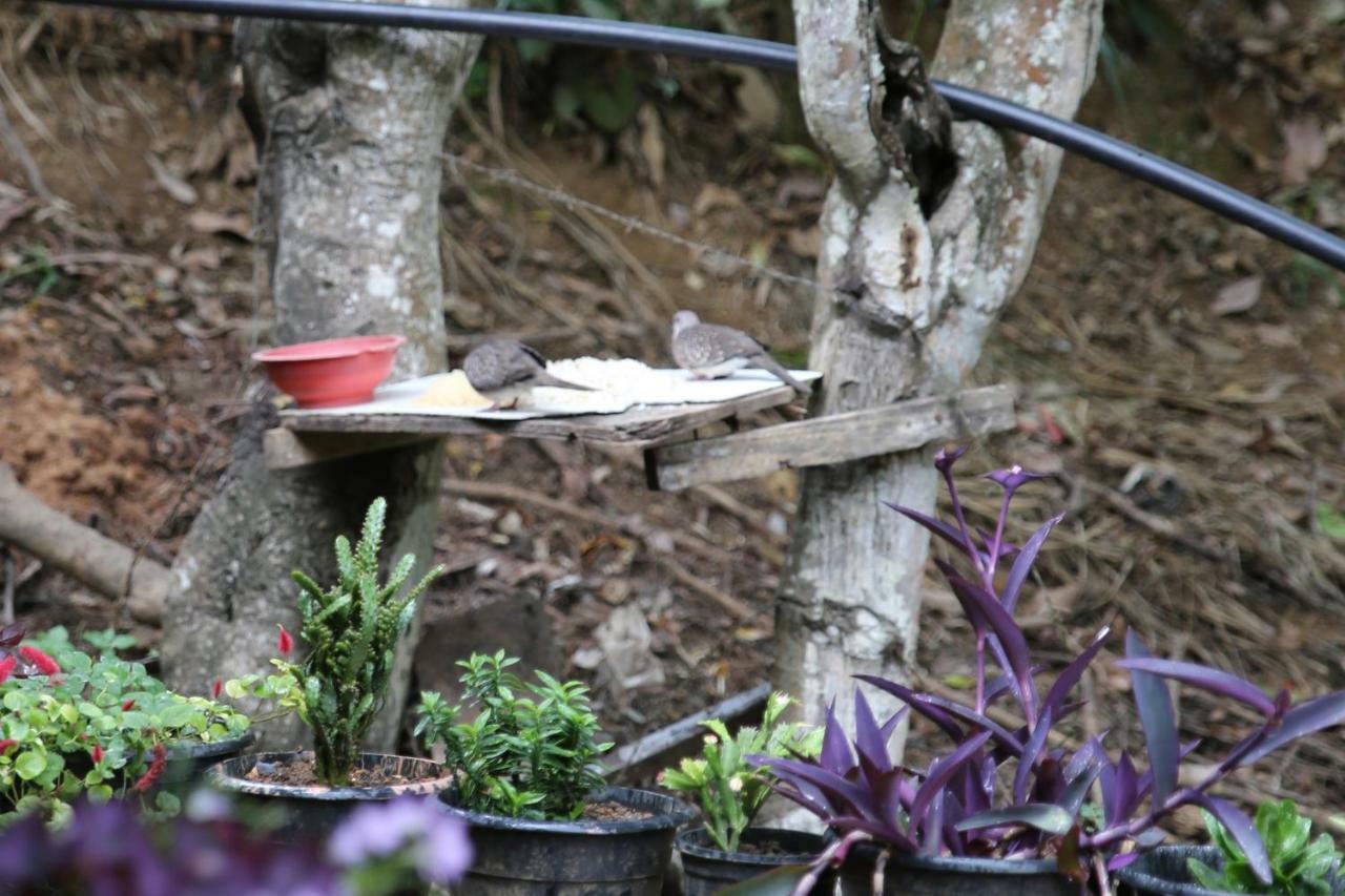 Secret Nest Homestay Ella Exteriör bild